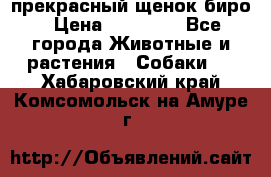 прекрасный щенок биро › Цена ­ 20 000 - Все города Животные и растения » Собаки   . Хабаровский край,Комсомольск-на-Амуре г.